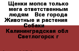 Щенки мопса только мега-ответственным людям - Все города Животные и растения » Собаки   . Калининградская обл.,Светлогорск г.